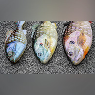 Berkley Baits