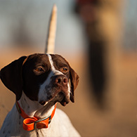 Kinder Outdoors Dog Training Stories