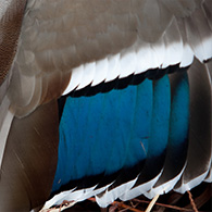 Randy Stutheit, NB Wildlife Biologist