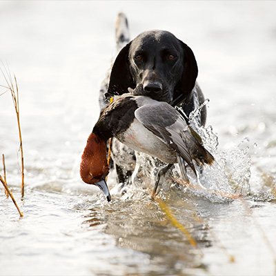 Kinder Outdoors 101 Hunting with Dogs