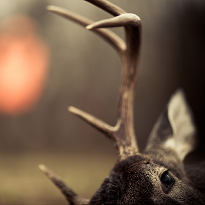 Kinder Outdoors 101 Hunting Taxidermy